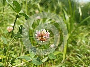 Trifolium repens, theÂ white clover (also known asÂ Dutch clover,Â Ladino clover, orÂ Ladino) photo